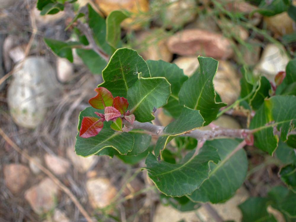 Lemonade Berry (Rhus integrifolia)