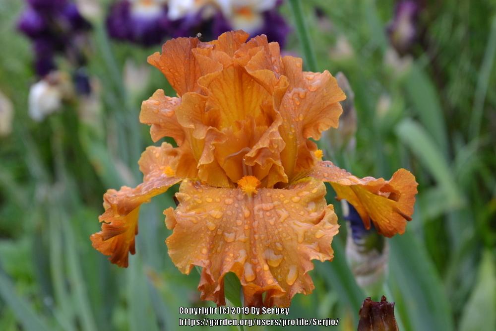 Tall Bearded Iris (Iris 'Golden Panther') in the Irises Database