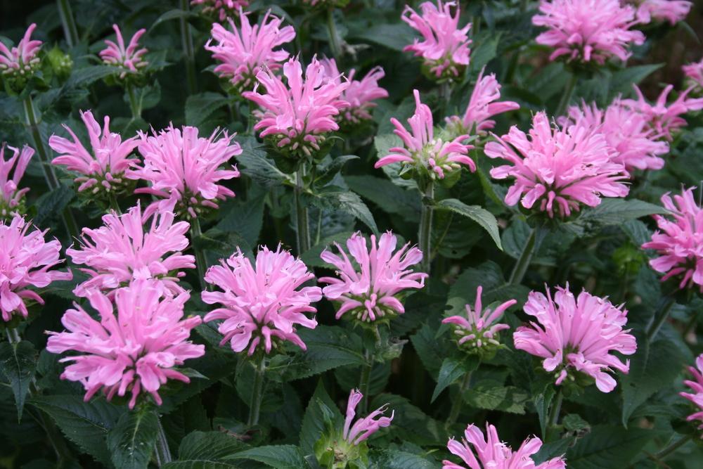 Bee Balms Plant Care and Collection of Varieties