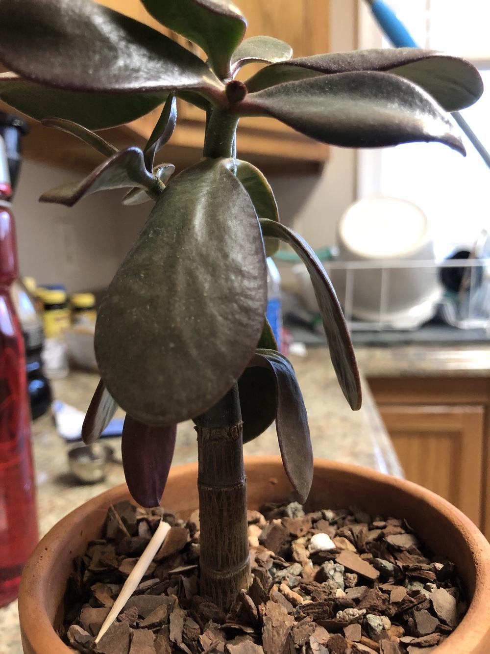 Am I overwatering or underwatering my Jade Plant? in the Ask a Question