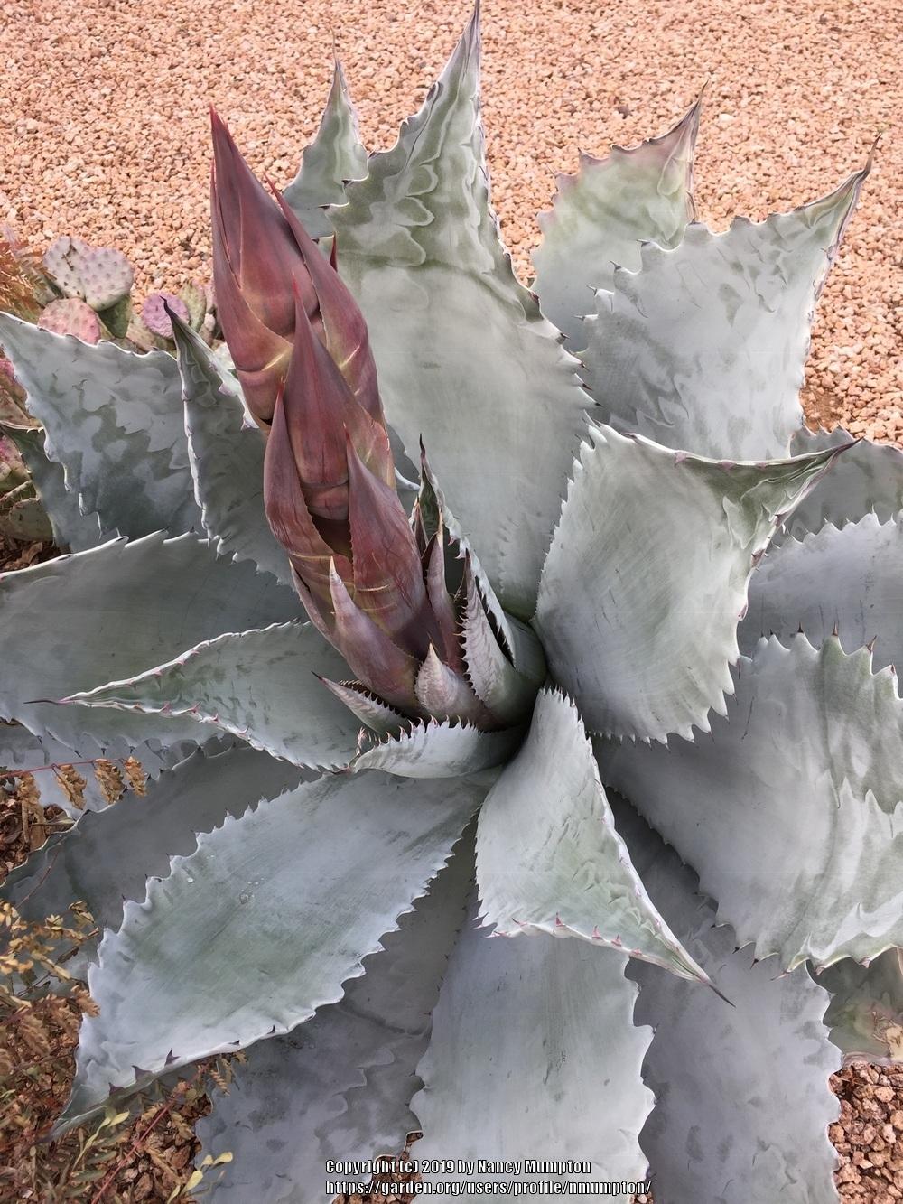 Agaves Plant Care and Collection of Varieties