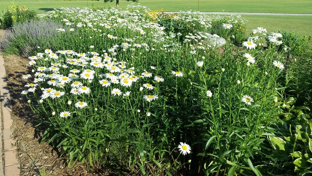 how to grow Shasta Daisies from seed. in the Ask a Question forum ...