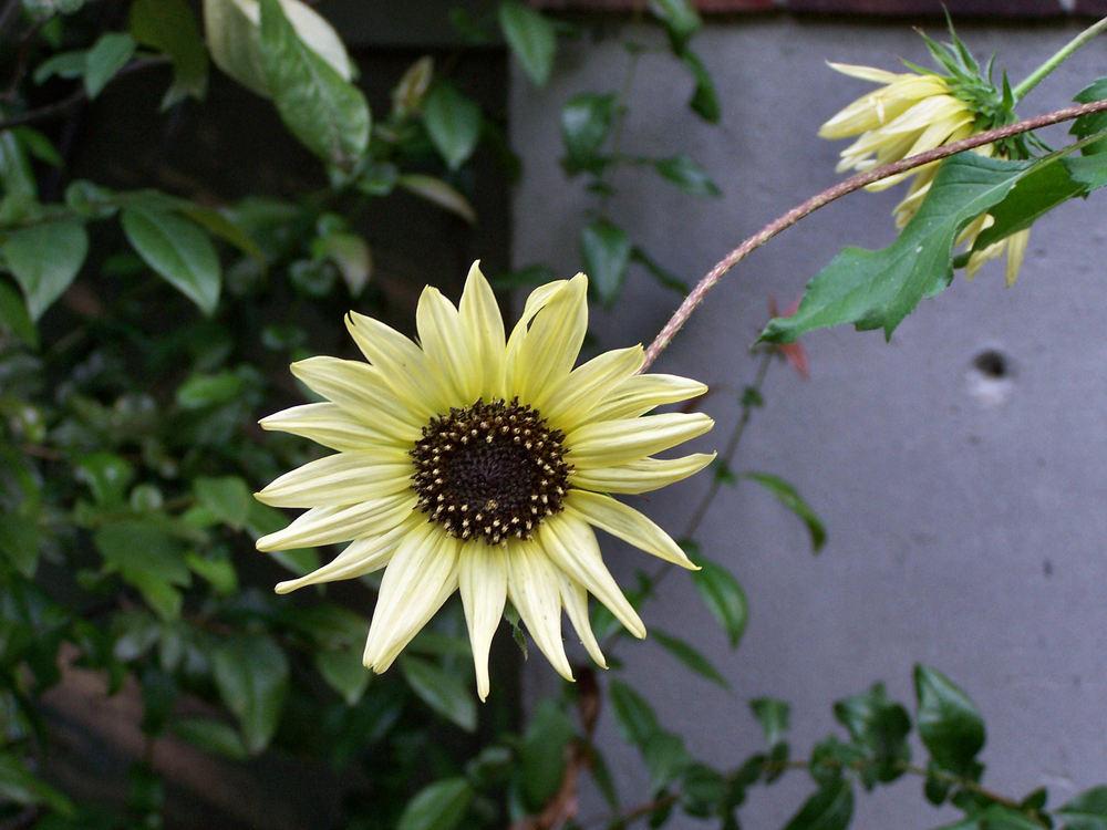 Sunflowers Plant Care and Collection of Varieties