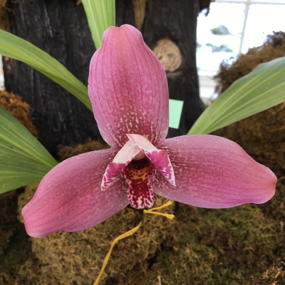 Orchid (Lycaste Reina Del Cisne)