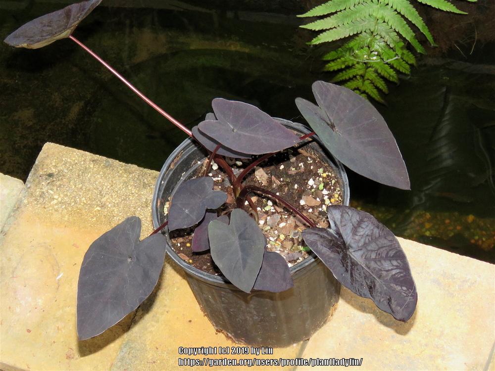 Elephant's Ear (Colocasia 'Electric Blue Gecko') in the Elephant Ears