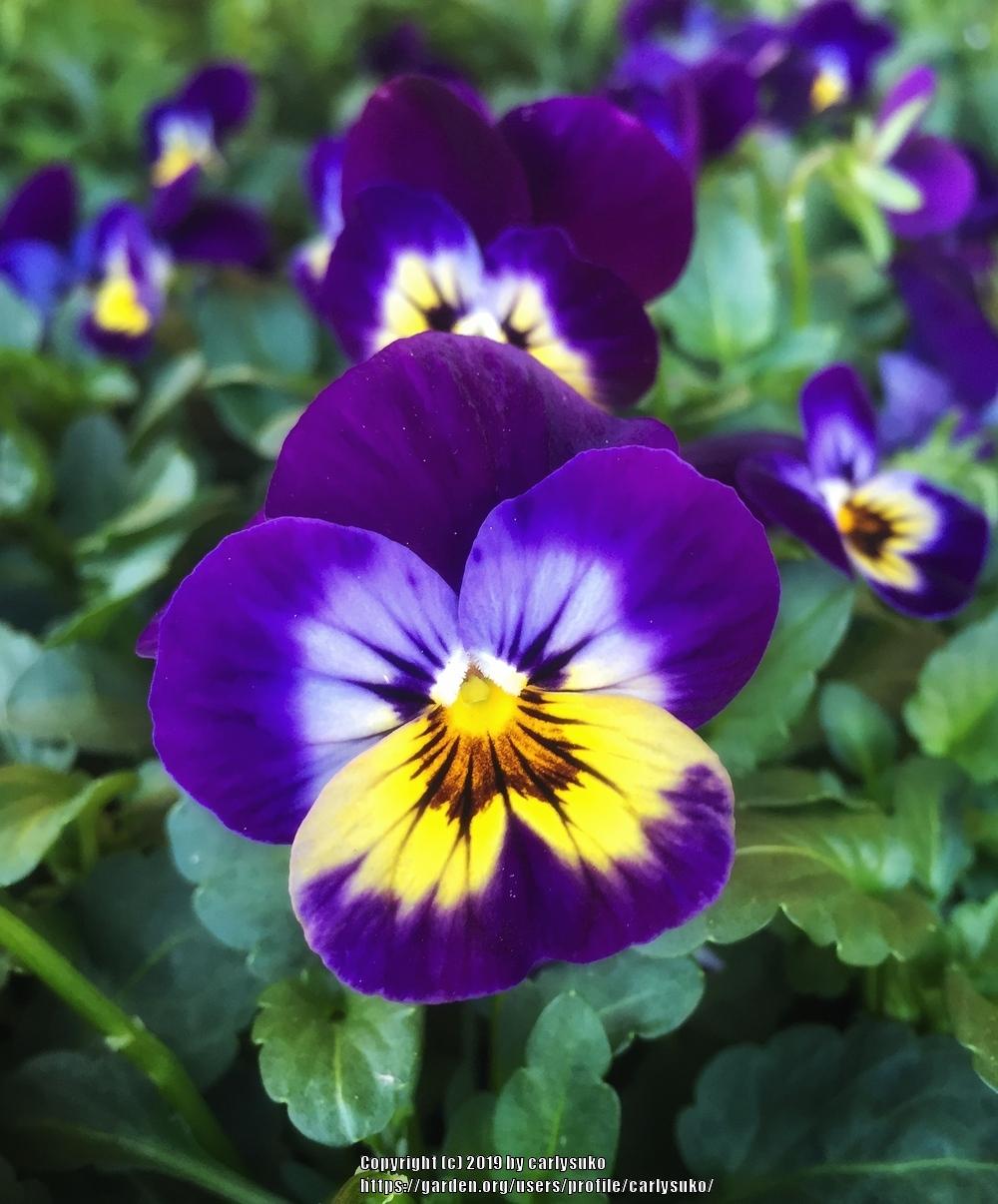 Viola (Viola cornuta Sorbet™ Midnight Glow) in the Violas Database