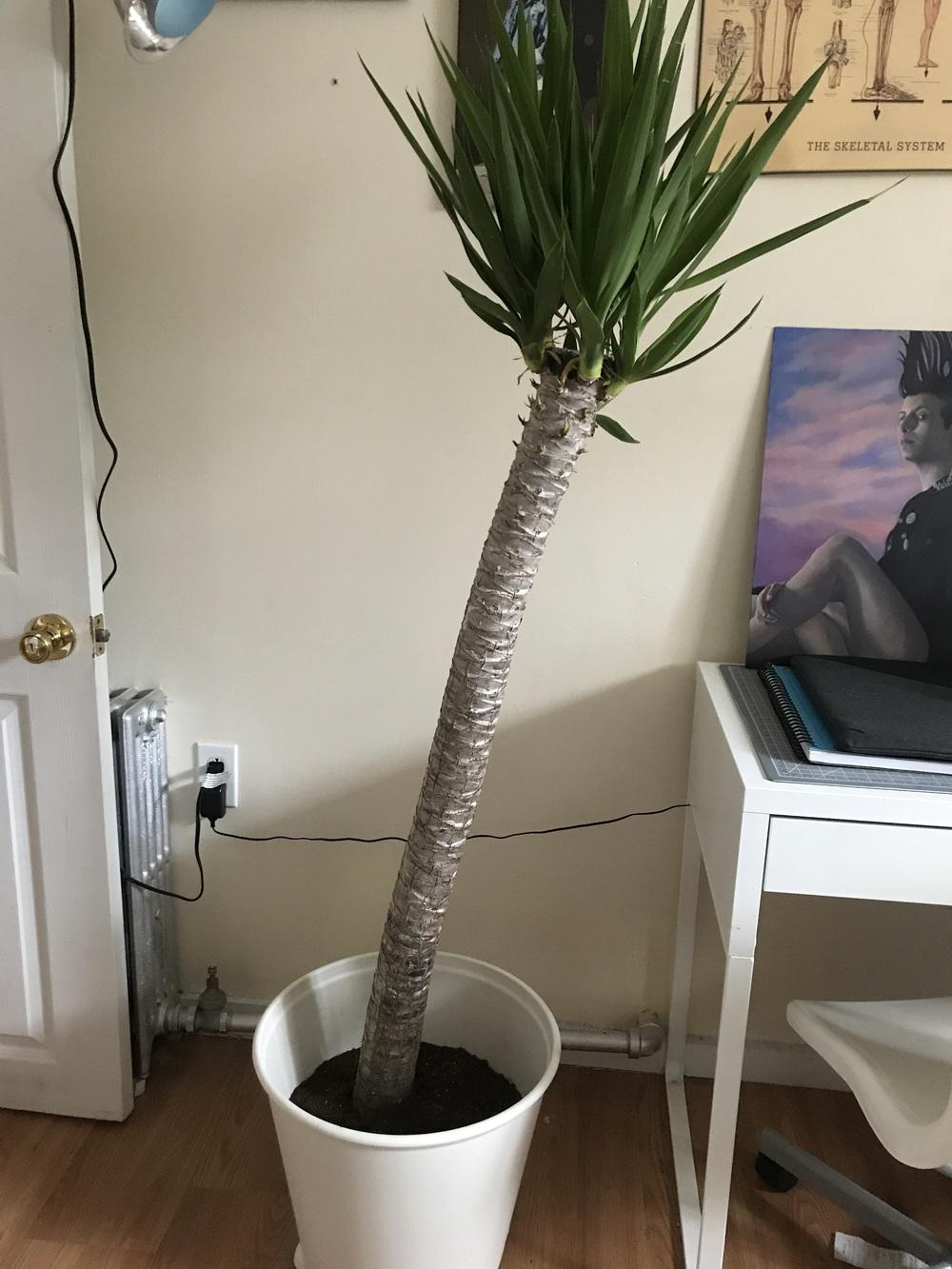 Houseplants Forum Leaning Yucca Garden Org