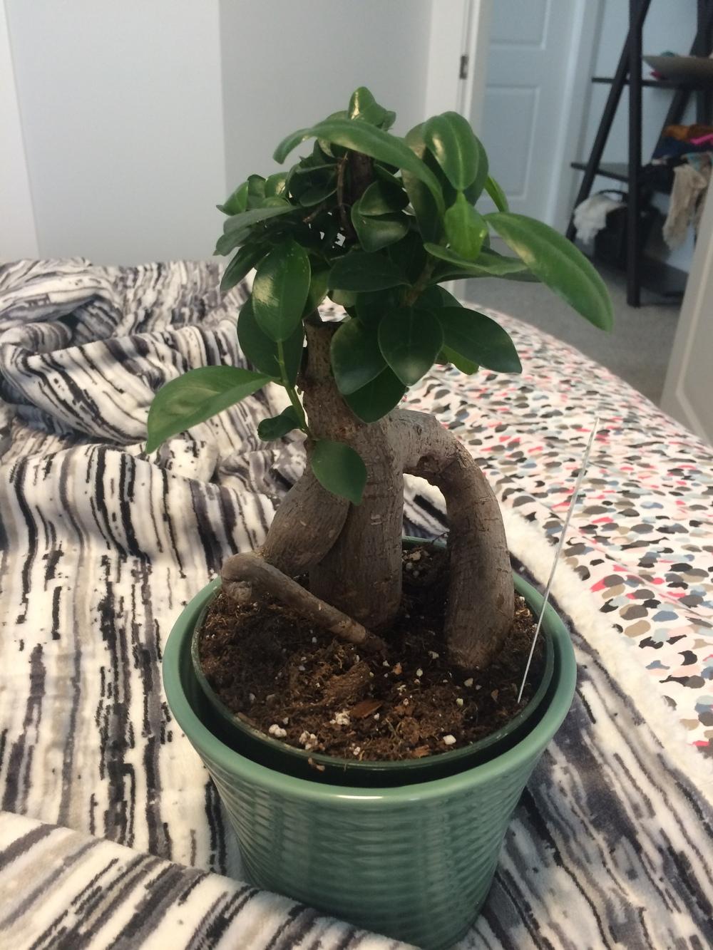 Need help with basics of taking care of Ginseng Bonsai! in the Ask a