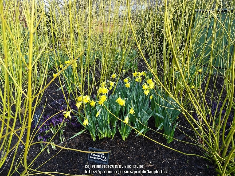 Trumpet daffodil (Narcissus 'Rijnveld's Early Sensation') in the