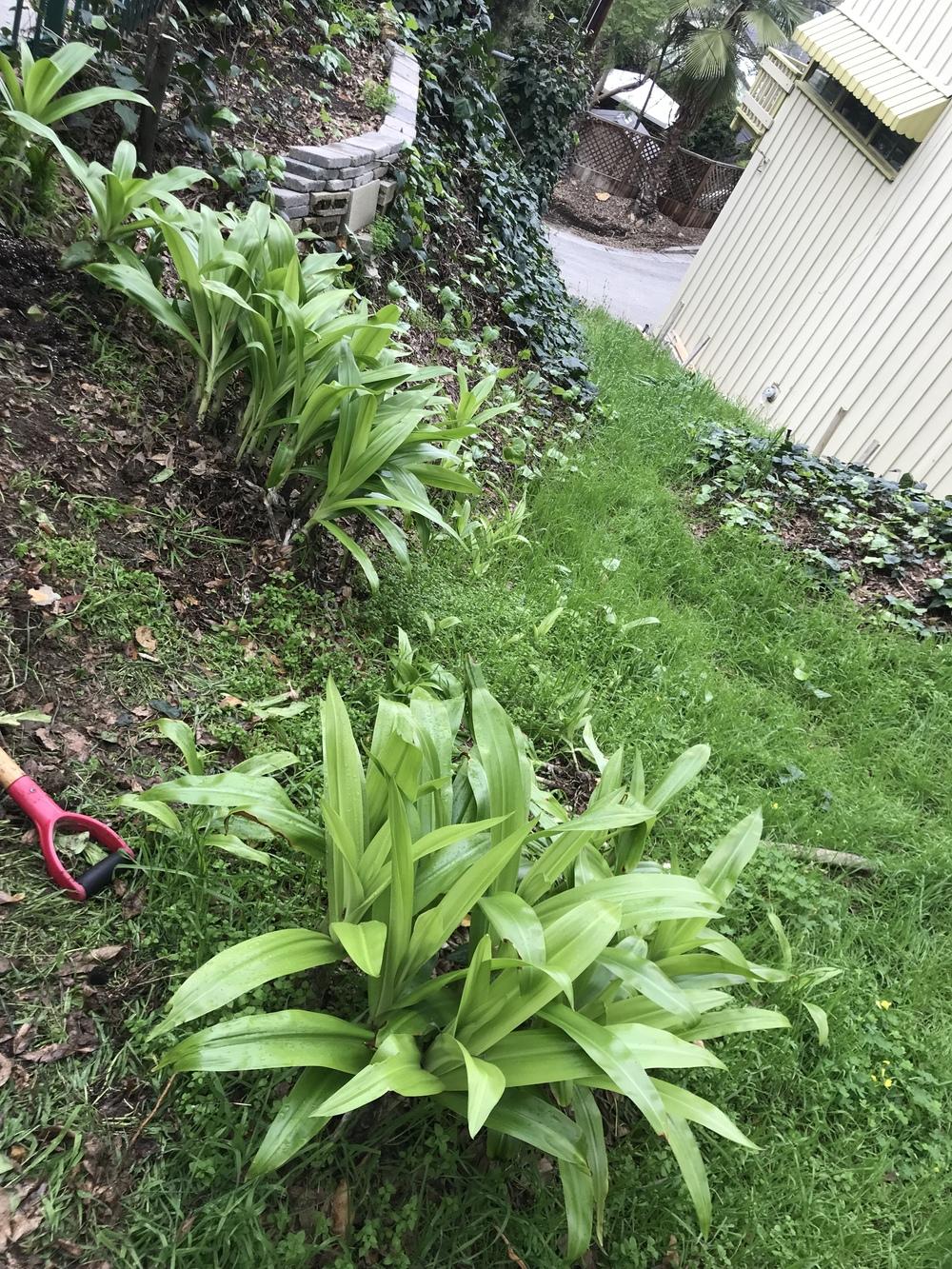 Onion/bamboo like plant with large sticky white bulbs in the Plant ID