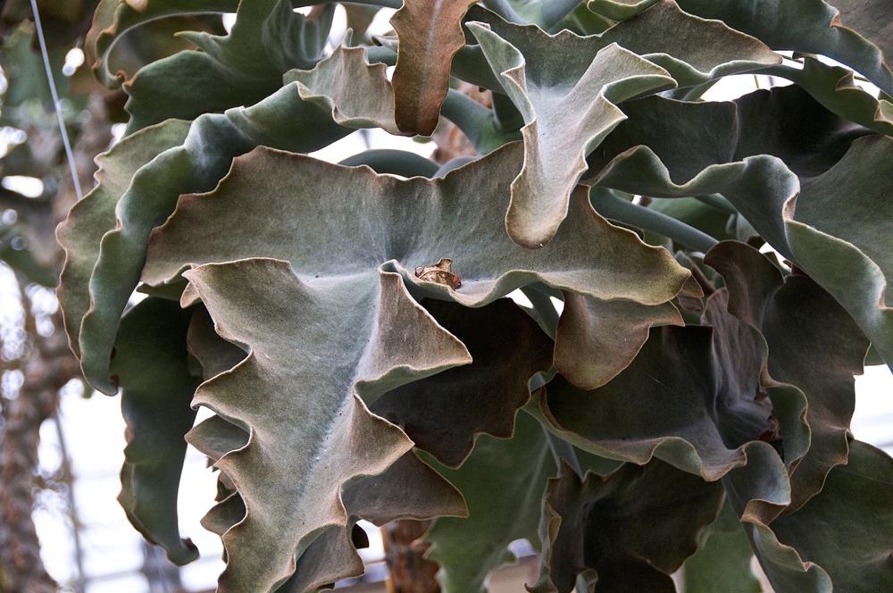 Kalanchoes Plant Care and Collection of Varieties