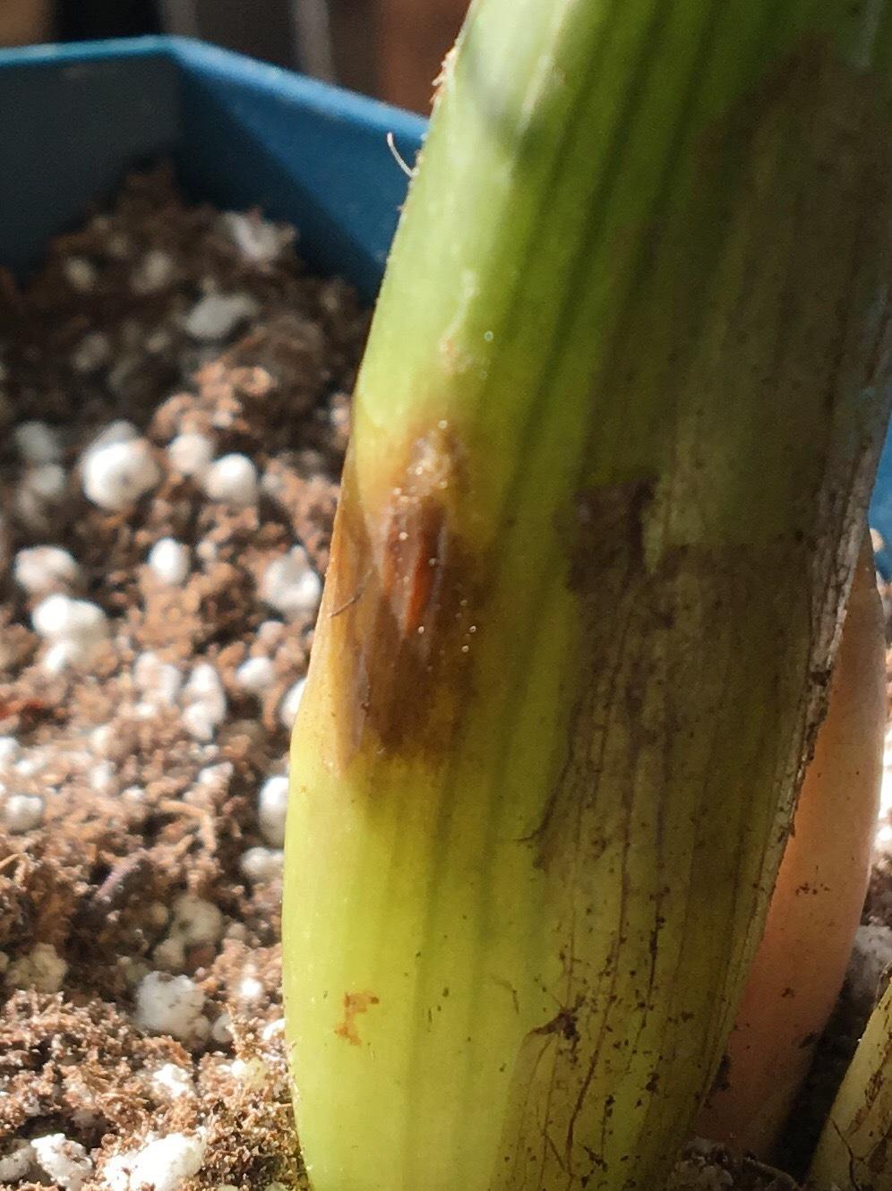 ZZ Plant Stem Rotting??? in the Ask a Question forum