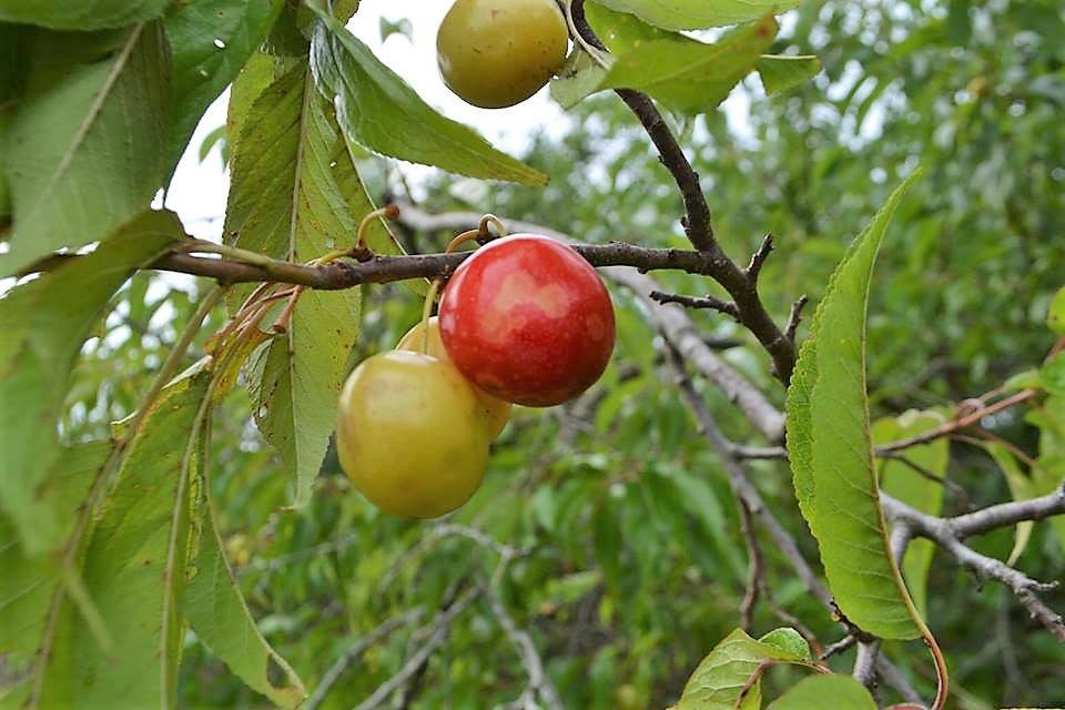 Hog Plum (Prunus hortulana) in the Plums Database