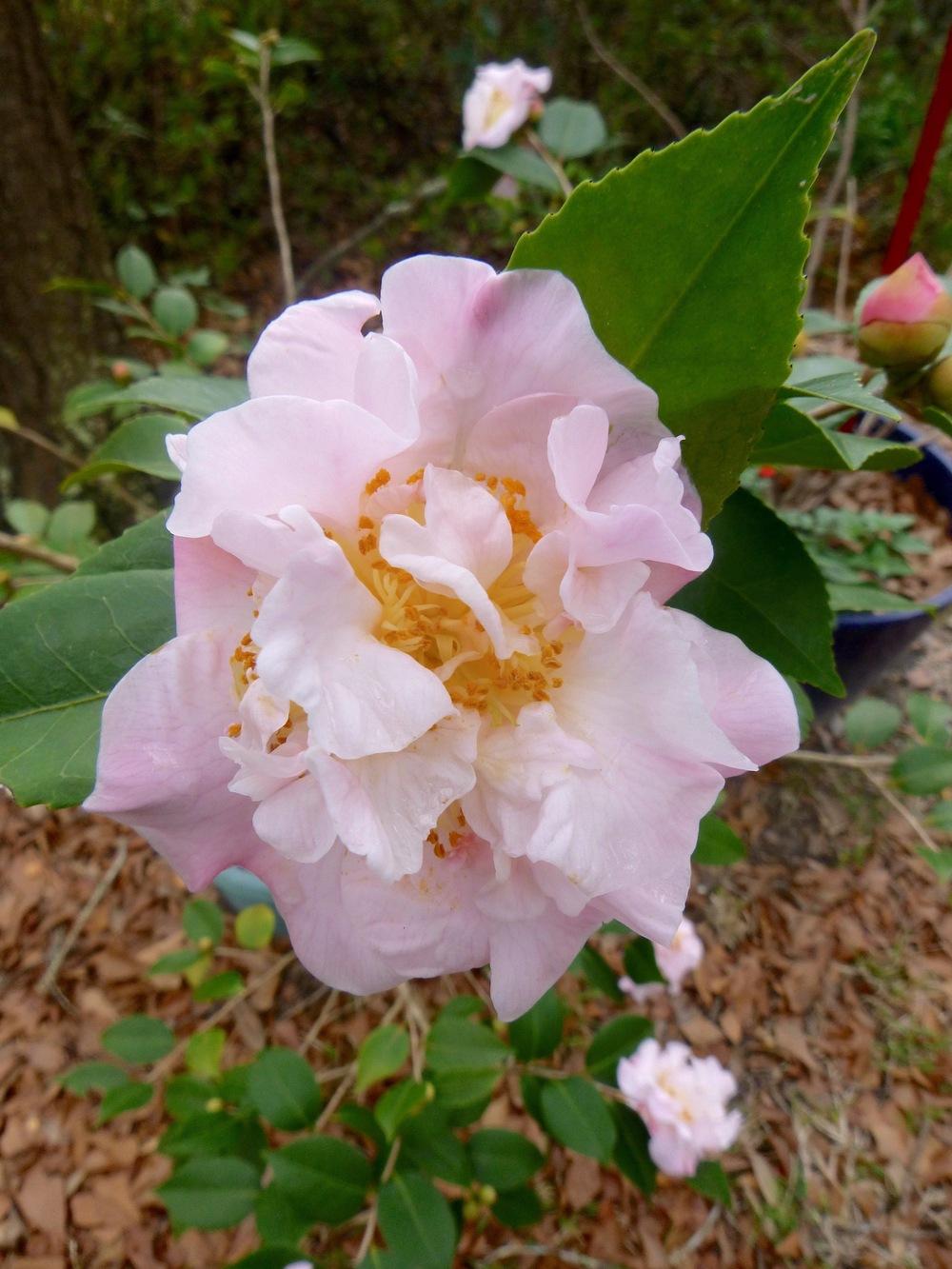 Camellias Plant Care and Collection of Varieties