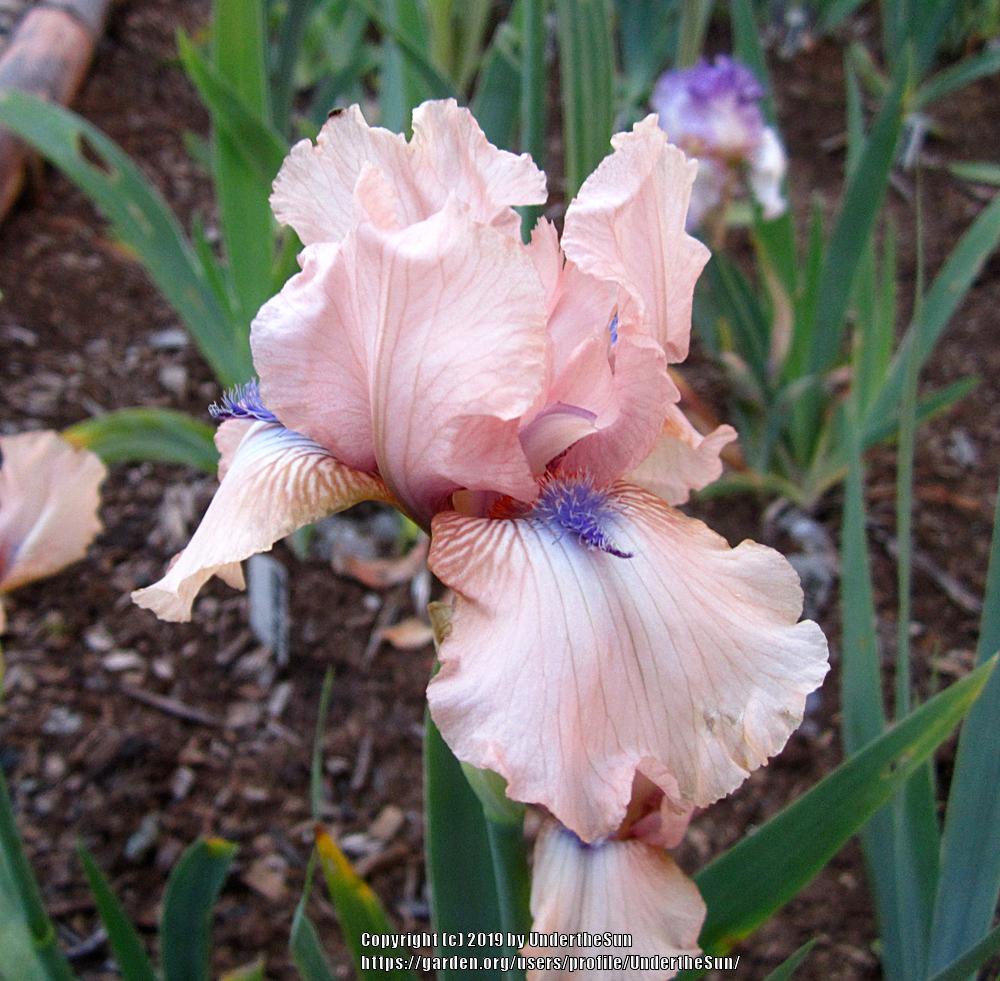 Photo of the bloom of Intermediate Bearded Iris (Iris 'Concertina
