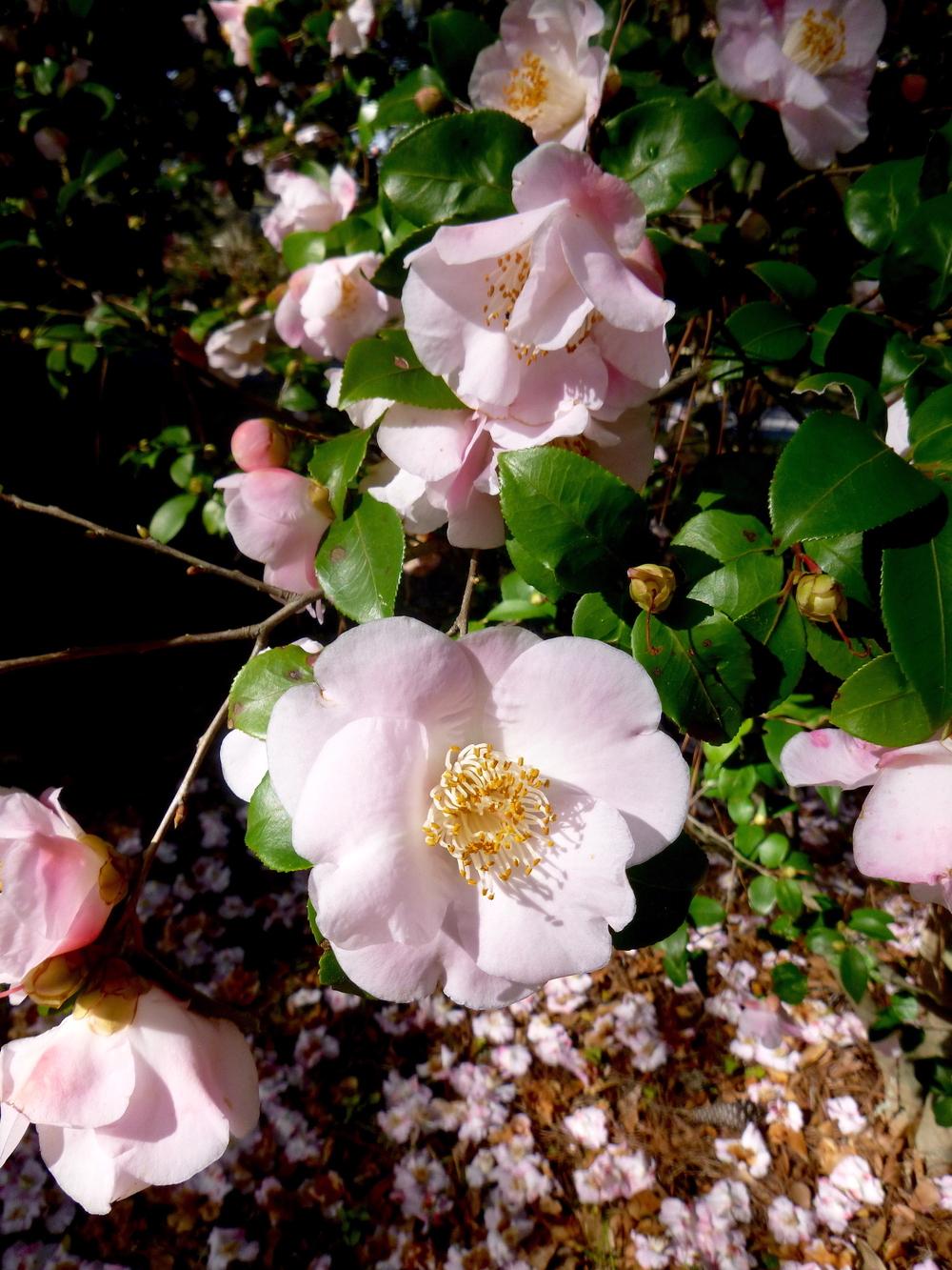 Camellias Plant Care and Collection of Varieties