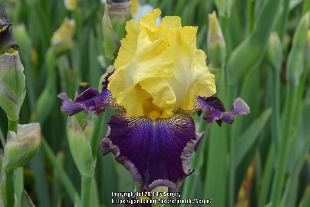 Tall Bearded Iris (Iris 'Native Tale') in the Irises Database
