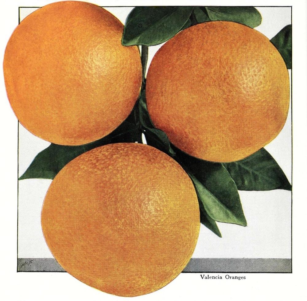 Orange (Citrus x aurantium 'Valencia') in the Citrus Fruits Database