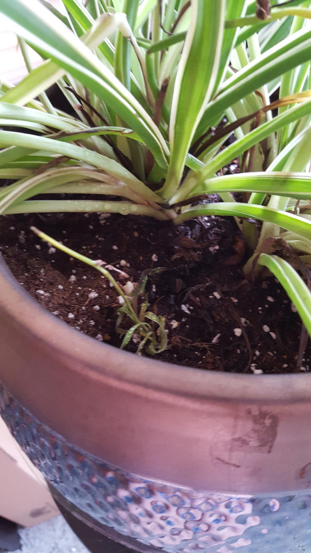 Ask a Question forum Spider plant babies all dying, no