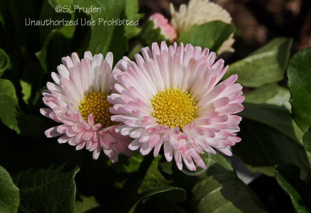 English Daisy (Bellis perennis 'Tasso Strawberries and Cream') - Garden.org
