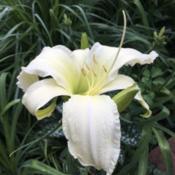 Location: 91154 Roth, GermanyDate: June 22nd, 2018Very regal and elegant.