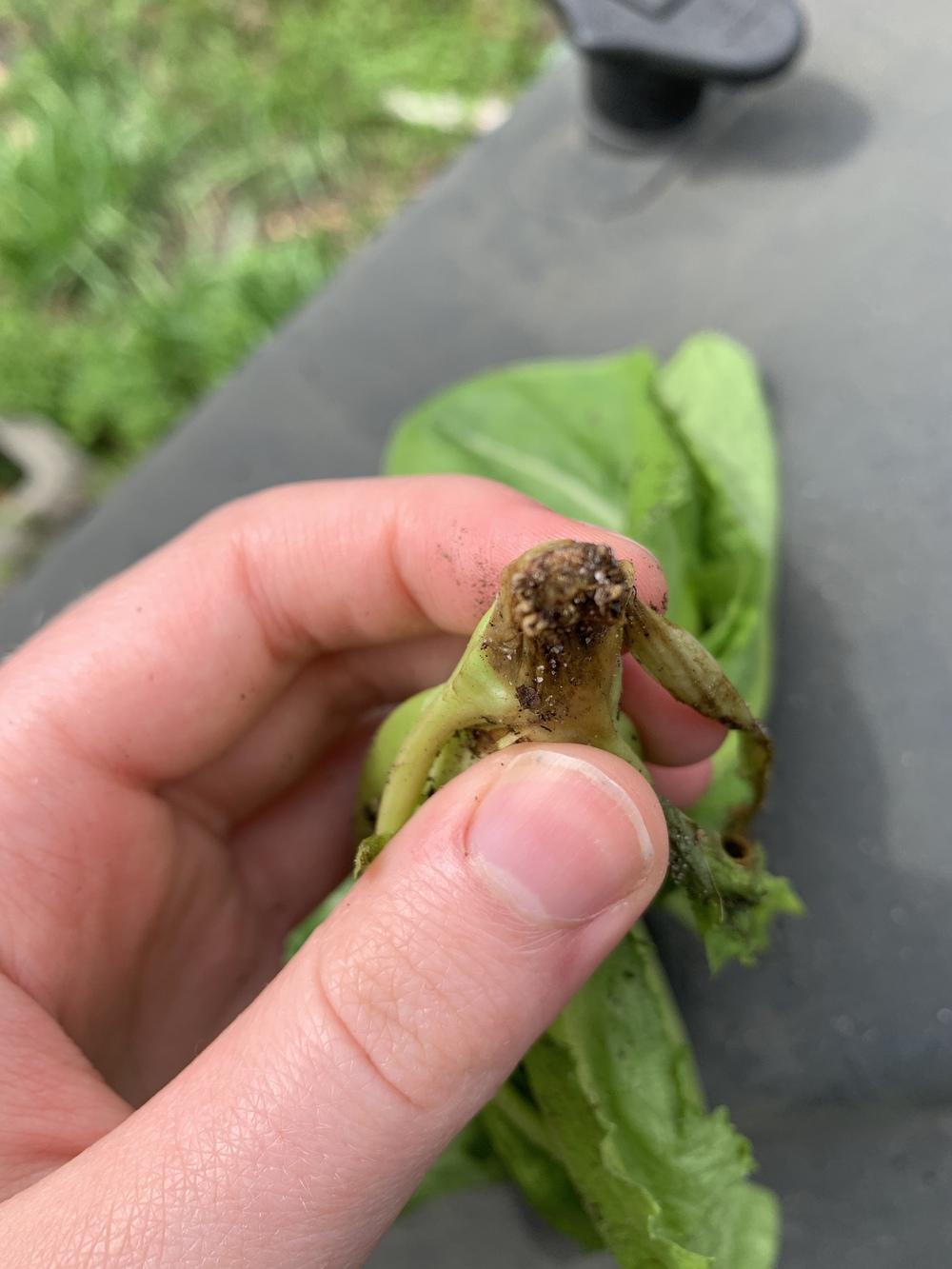 My Lettuce is Wilting and Dying! Help! in the Ask a Question forum