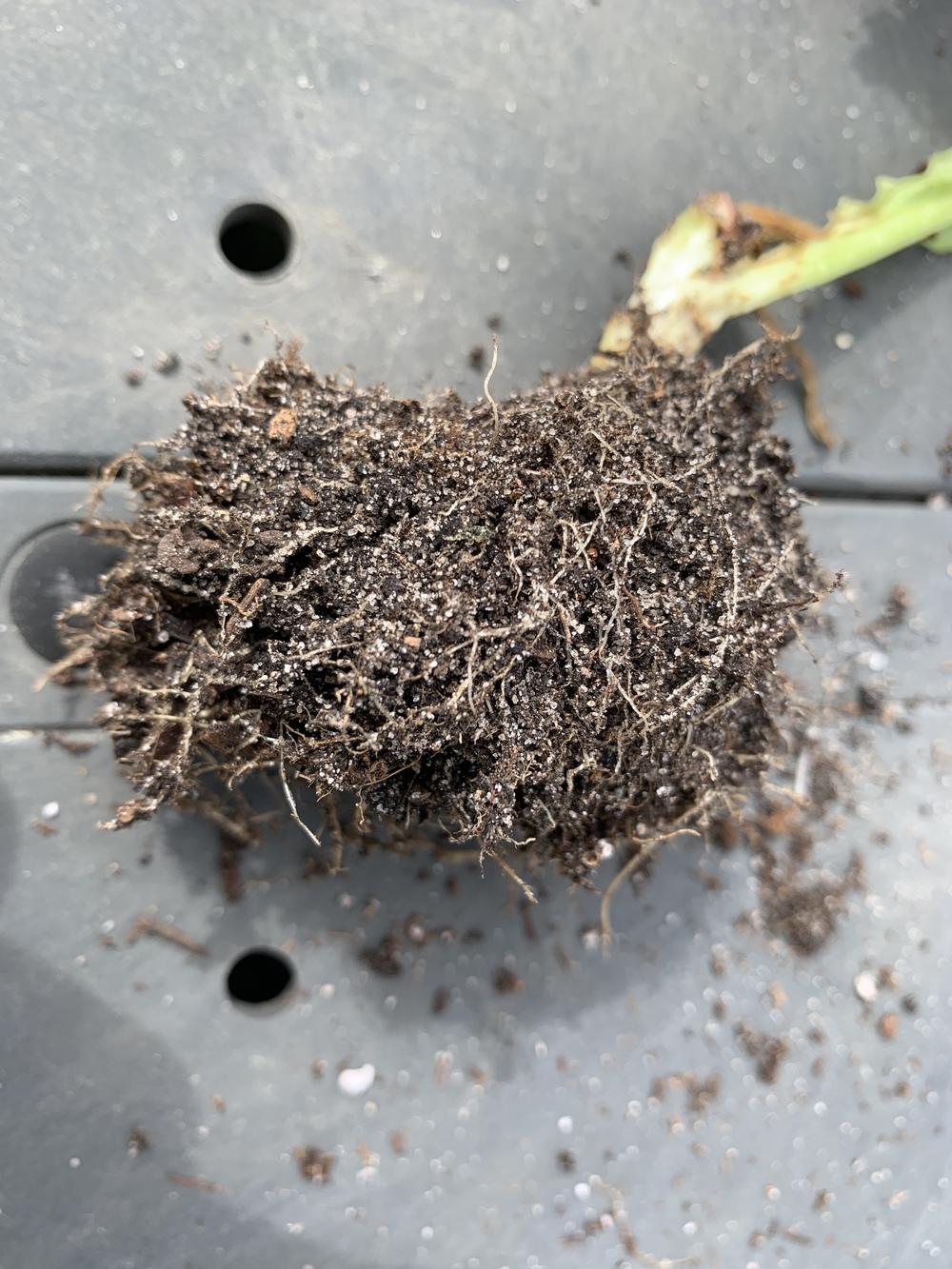 My Lettuce is Wilting and Dying! Help! in the Ask a Question forum