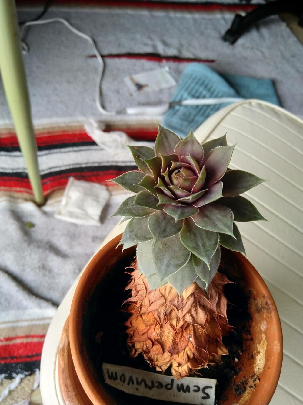 hiramfereday361