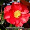 Camellia Dr King