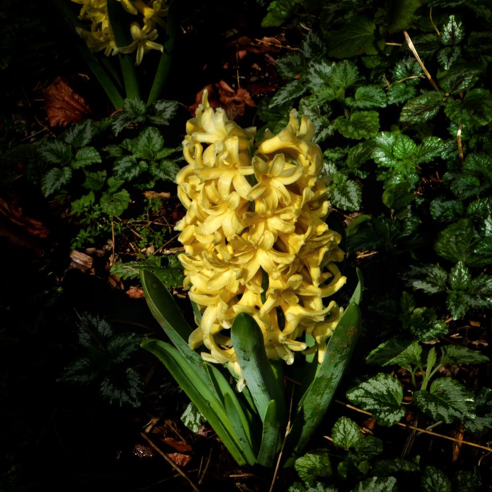 Hyacinths Plant Care and Collection of Varieties