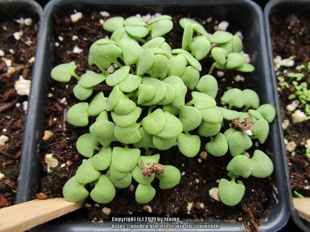 Strong Spanish Sage (Salvia valentina) in the Salvias Database