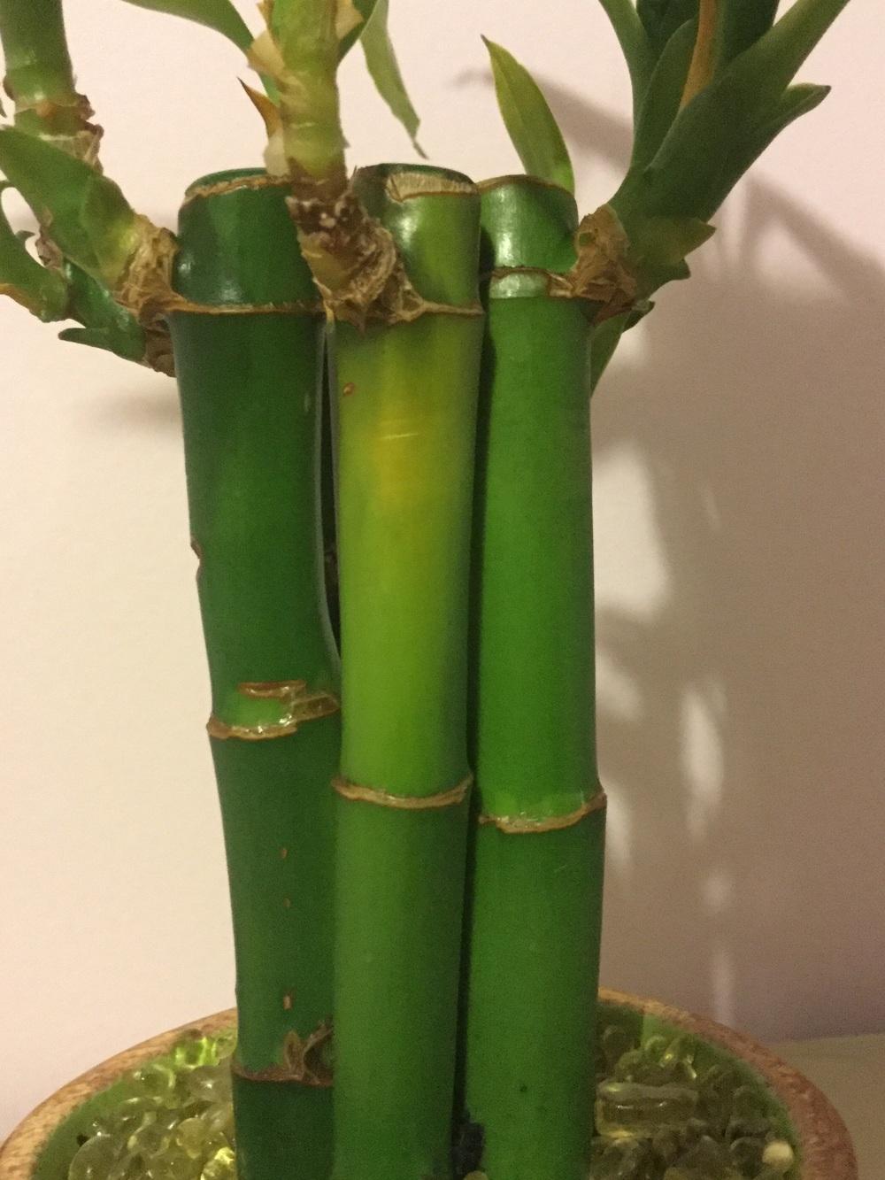 Lucky bamboo yellowing stem in the Ask a Question forum