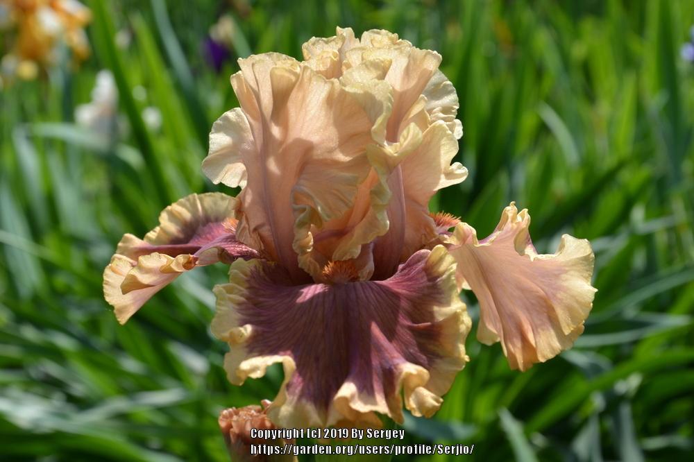 Photo of the bloom of Tall Bearded Iris (Iris 'Painted Words') posted