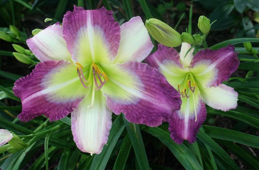 Photo of the bloom of Daylily (Hemerocallis 'Southern Cotton') posted
