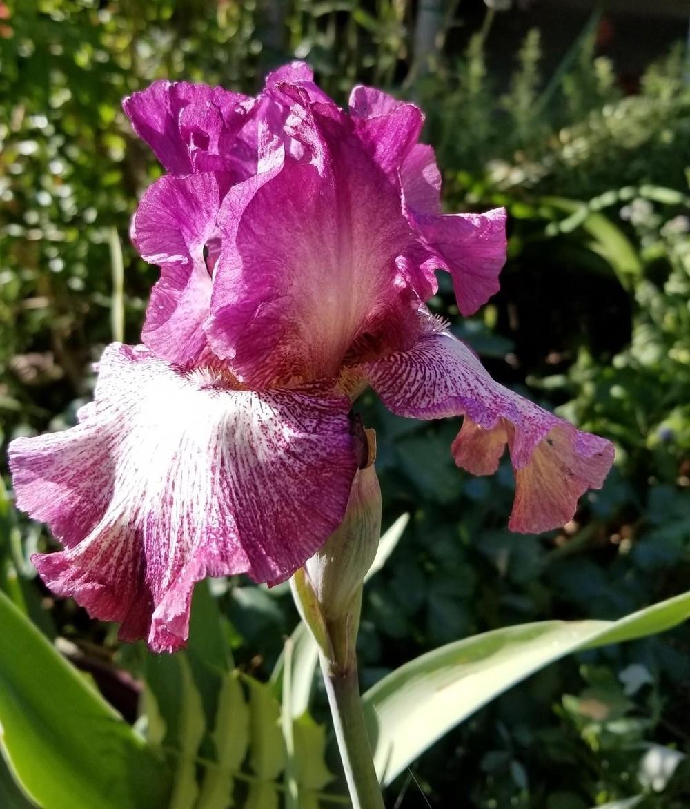 Tall Bearded Iris (Iris 'Nickname') in the Irises Database