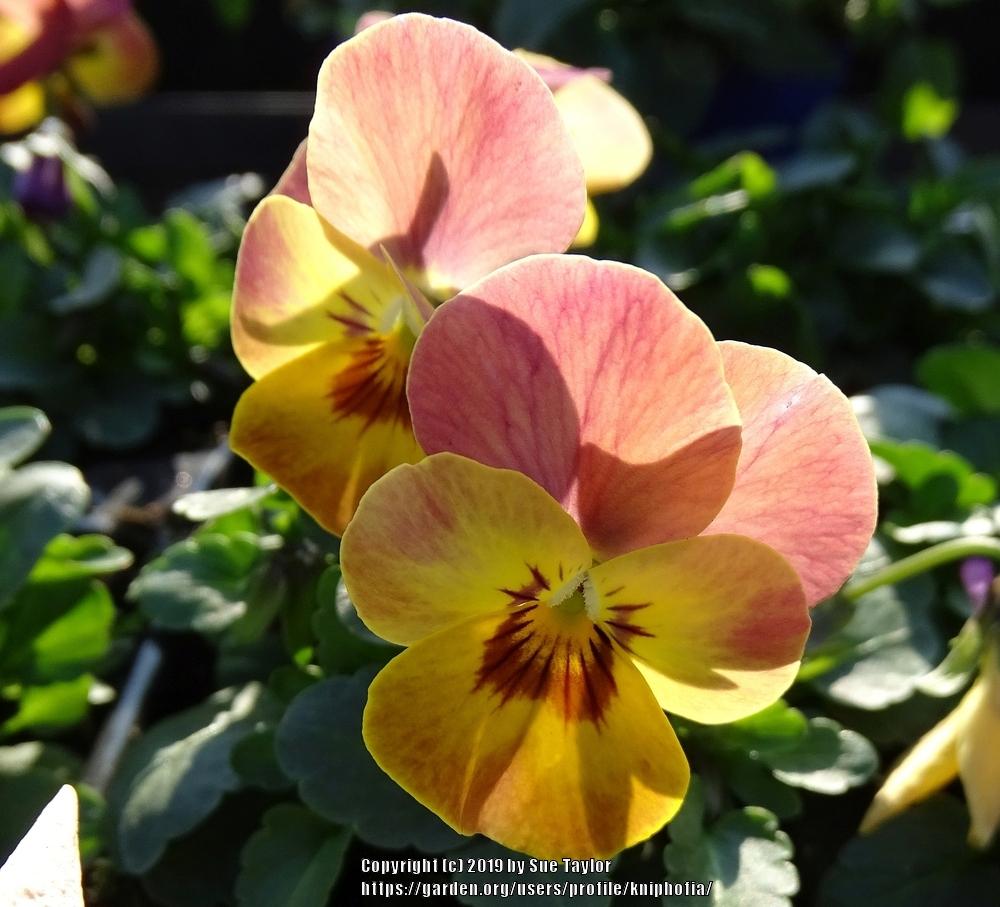 Pansy (Viola Skyline™ Copperfield) in the Violas Database