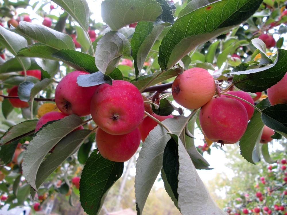 Apples Plant Care and Collection of Varieties
