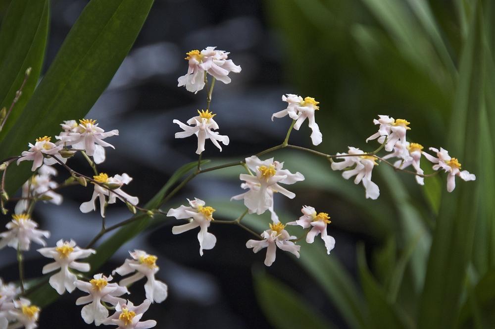 Photo of the bloom of Orchid (Oncidium Tsiku Marguerite 'NN 1') posted