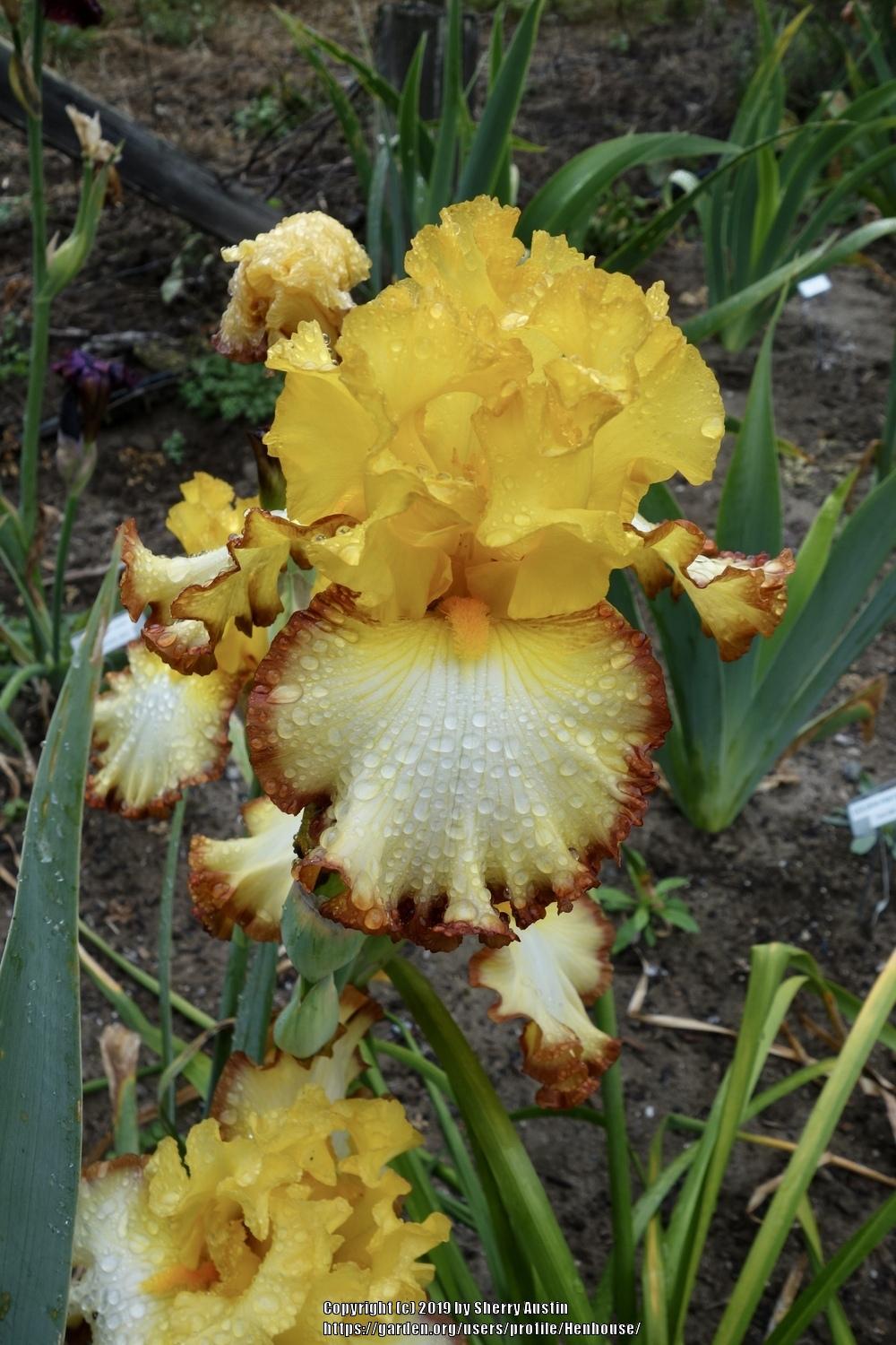Tall Bearded Iris (Iris 'Rare Coin') in the Irises Database
