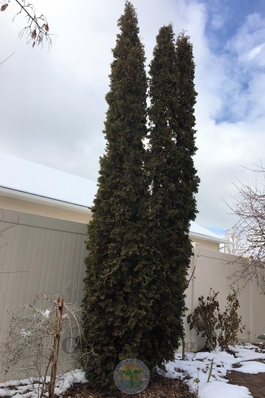 Arborvitaes Plant Care and Collection of Varieties