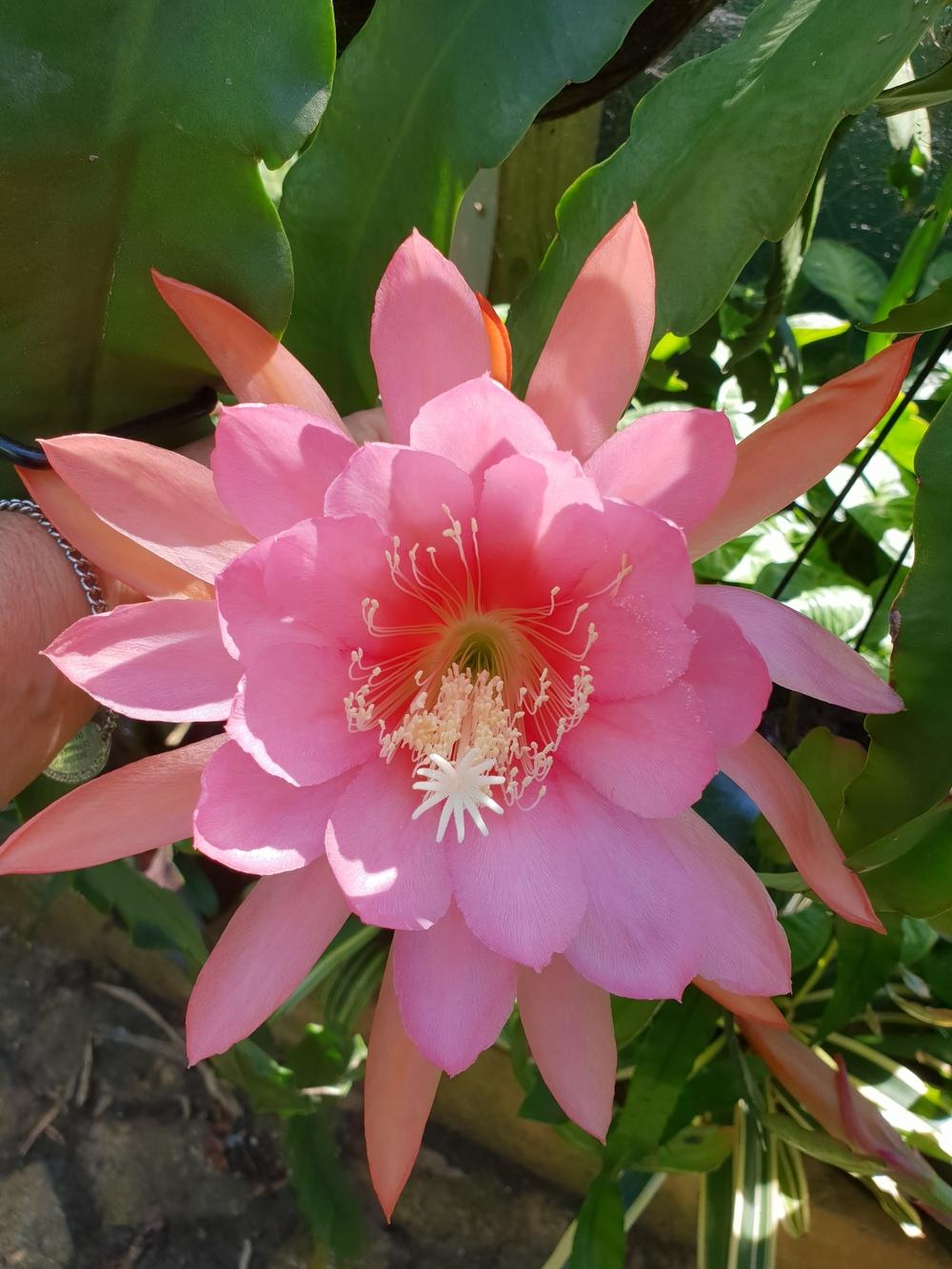 Epiphyllum Plant Care and Collection of Varieties