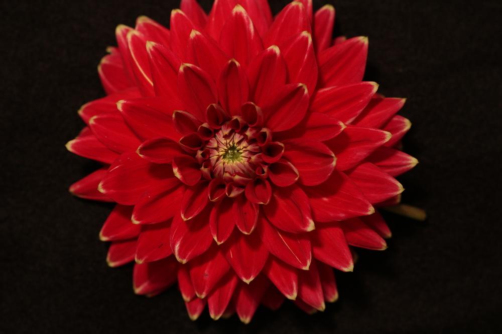 Dahlia 'Swan's Sunset' in the Dahlias Database - Garden.org