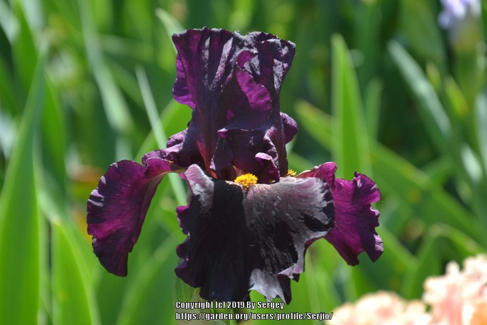 Tall Bearded Iris (Iris 'Please Come Home') in the Irises Database