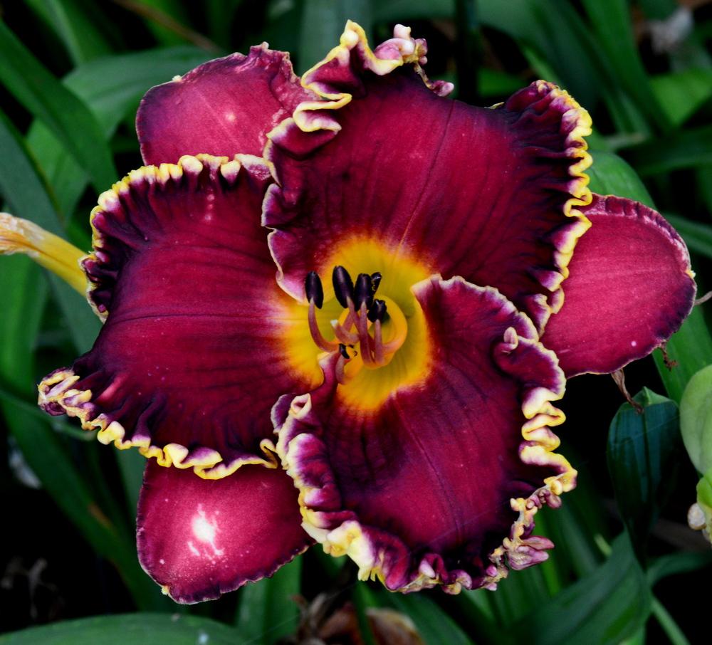 Daylily (Hemerocallis 'Midnight in Paris') in the Daylilies Database