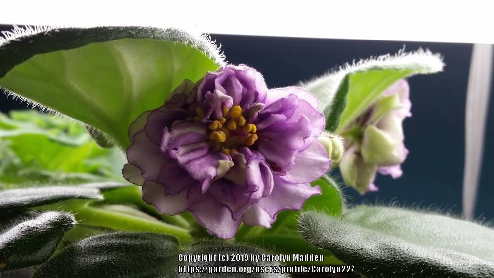 African Violet (Streptocarpus 'EK Black Pearl Sport') in the Cape