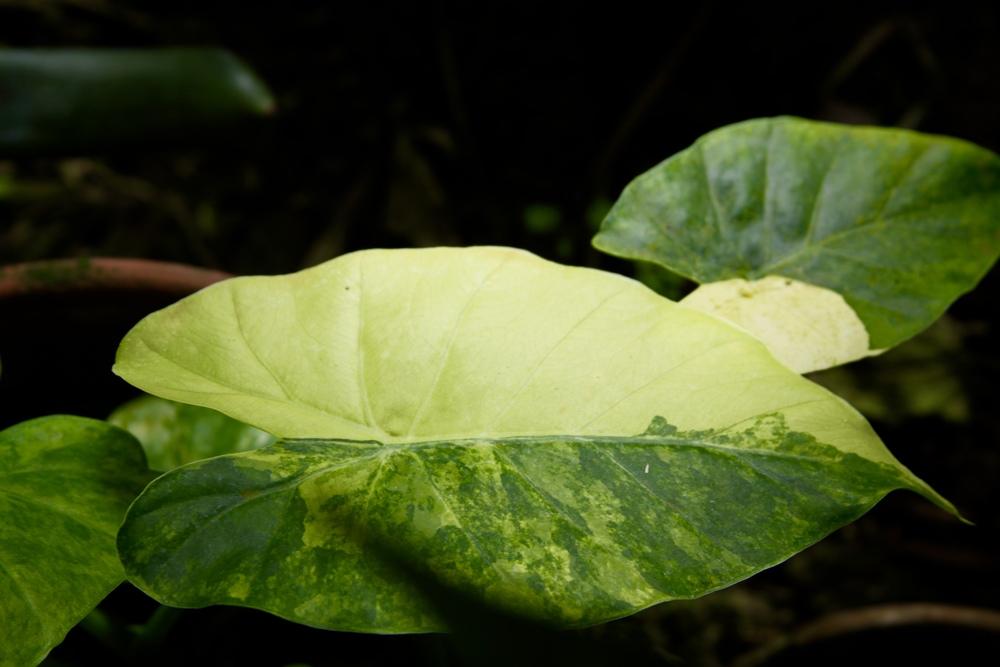 Dwarf Elephant Ear (Englerarum montanum 'Aureavariegata') in the