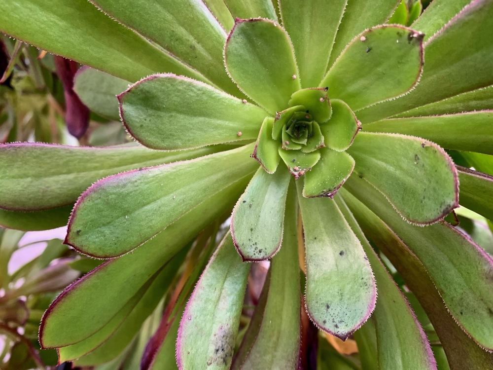 Cactus and Succulents forum: Bugs on aeonium :( - Garden.org