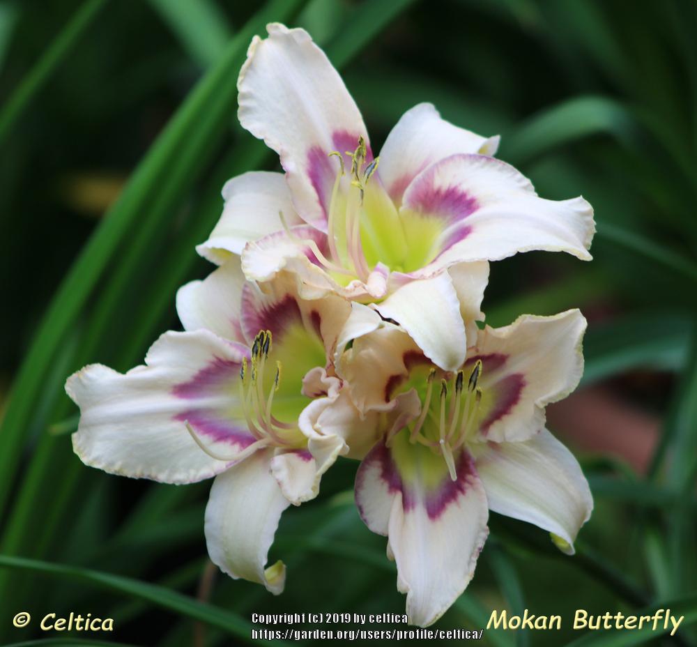 Daylily (Hemerocallis 'Mokan Butterfly') in the Daylilies Database