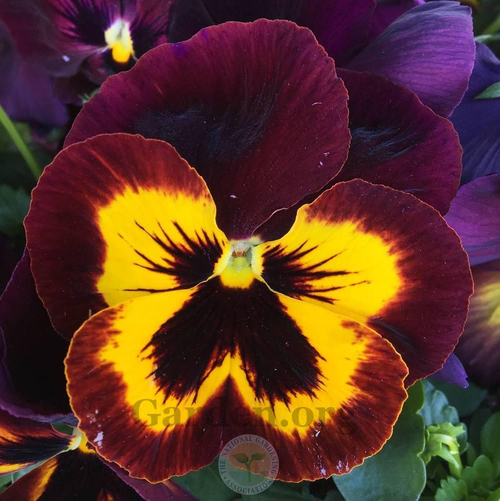 Pansy (Viola x wittrockiana Matrix™ Sangria) in the Violas Database ...