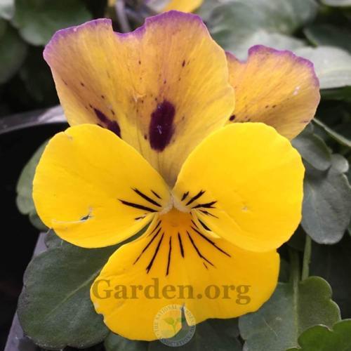 Violet (Viola 'ColorMax Yellow Jump Up') in the Violas Database